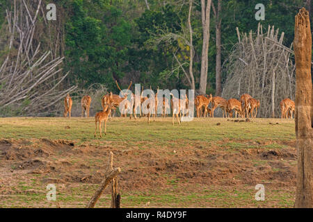 Troupeau de cerfs tachetés sur la rivière Donets dans Nagerhole Parc National en Inde Banque D'Images