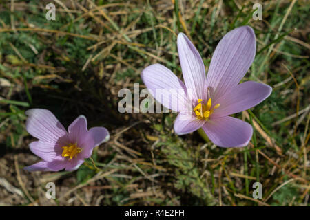 Fleurs sauvages Colchicum alpinum Alpine alpine (crocus d'automne). Photo prise à une altitude de 1700 mètres. Banque D'Images