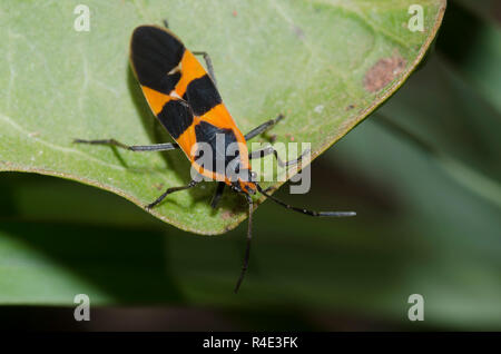 Gros Bug d'asclépiade, Oncopeltus fasciatus, sur l'asclépiade (Asclepias viridis, vert Banque D'Images