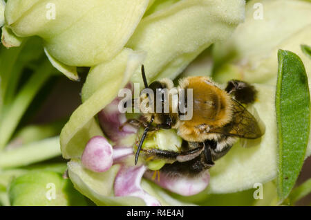 Longicorne, Abeille Eucera sp., sur l'asclépiade (Asclepias viridis, vert Banque D'Images