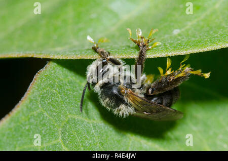 Longicorne, Abeille Eucera sp., reposant sur l'asclépiade (Asclepias viridis, vert, avec des jambes couvertes dans les pollinies Banque D'Images