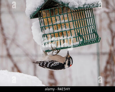 Oak Park, Illinois, USA. 26 novembre 2018. Un pic mineur mâle fête sur suet dans une mangeoire d'hiver strorm après une nuit dans cette banlieue à l'ouest de Chicago. Credit : Todd Bannor/Alamy Live News Banque D'Images