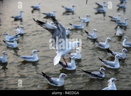 Allahabad, Uttar Pradesh, Inde. 27 Nov, 2018. Allahabad : oiseaux de Sibérie migratrices volant à Sangam la confluence de fleuve Ganga, Yamuna et Sarswati mythologique, à Allahabad. Credit : Prabhat Kumar Verma/ZUMA/Alamy Fil Live News Banque D'Images