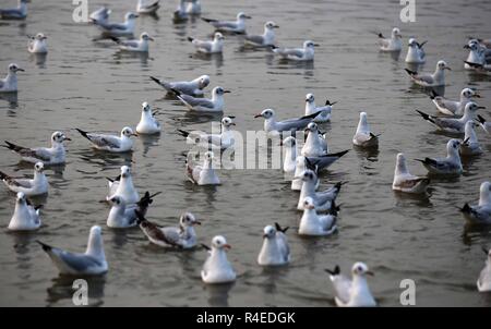 Allahabad, Uttar Pradesh, Inde. 27 Nov, 2018. Allahabad : Oiseaux migrateurs en Sibérie Sangam la confluence de fleuve Ganga, Yamuna et Sarswati mythologique, à Allahabad. Credit : Prabhat Kumar Verma/ZUMA/Alamy Fil Live News Banque D'Images