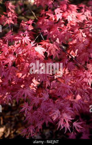 Acer palmatum shindeshojo,l'ACERS, rouge, feuillage,feuilles,printemps,arbre,ornementales,arbres,jardin,Floral RM Banque D'Images