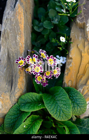 Primula Veris petite reine,primevères,primrose,primroses alpines,alpin,,rocaille,rocailles,jardin,Fleurs,RM jardins Banque D'Images