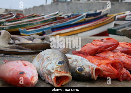 Prise de poissons dans un port, Ponta do Sol, Santo Antao, Cap Vert Banque D'Images