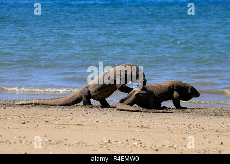 Deux dragons de Komodo sur l'île de Komodo, plage, à l'Est de Nusa Tenggara, en Indonésie Banque D'Images