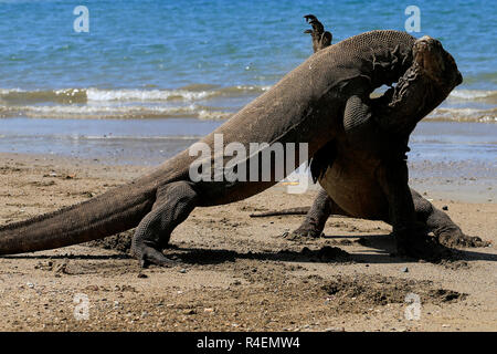 Deux dragons de Komodo sur l'île de Komodo, plage, à l'Est de Nusa Tenggara, en Indonésie Banque D'Images