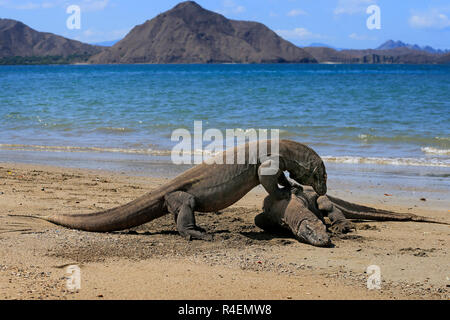 Deux dragons de Komodo sur l'île de Komodo, plage, à l'Est de Nusa Tenggara, en Indonésie Banque D'Images