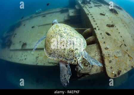Vol de tortues de mer sur l'épave Ming Fang, La Paz, Baja California Sur, Mexique Banque D'Images