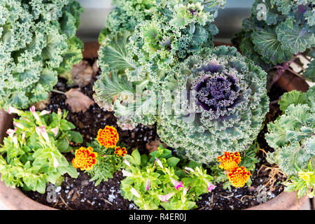 Kale violet et orange plantes marigold fleurs jaunes en forme de conception de l'aménagement paysager de jardin Banque D'Images