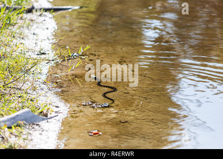 Un serpent d'eau piscine sud bagués dans trou profond célèbre lac alligator pond dans Myakka River State Park, Sarasota, Floride, dans l'eau Banque D'Images