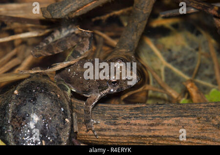 La grenouille de cricket de Blanchard, Aciris blanchardi Banque D'Images