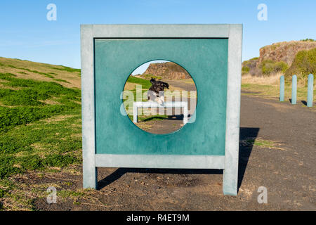 Chien en bonne santé en dehors de l'exercice de sauter par dessus un saut par hoop à l'agilité en parc de loisirs parc de chien sans laisse. Banque D'Images