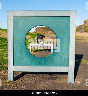 Chien en bonne santé en dehors de l'exercice de sauter par dessus un saut par hoop à l'agilité en parc de loisirs parc de chien sans laisse. Banque D'Images