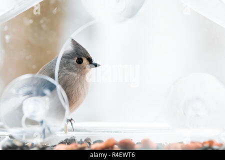 Libre d'une jolie mésange perchée sur la fenêtre en plastique mangeoire percher sur les ventouses avec des graines de tournesol, d'arachide, de l'écrou à l'œil, du côté du Banque D'Images