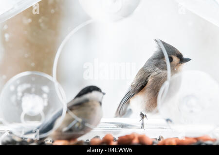 Et Mésange Mésange bicolore, deux oiseaux ensemble, l'un perché sur la fenêtre en plastique mangeoire perchoir, à l'intérieur aux ventouses avec graines de tournesol, peanu Banque D'Images