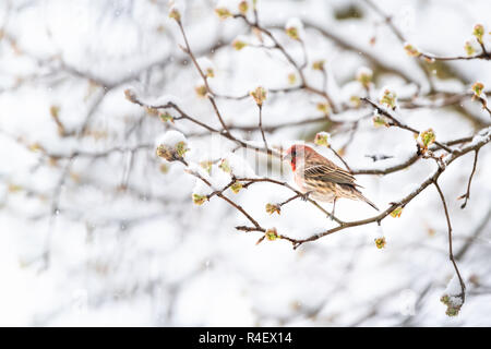 D'un côté, fluffed enflés d'oiseau roselin mâle rouge perché sur sakura, Cherry Tree branch, recouvert de neige avec pendants des bourgeons pendant, snowst Banque D'Images