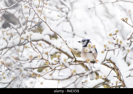 Libre de fluffed, enflés d'oiseau geai bleu, à la recherche, perché sur sakura, cerisier branche d'arbre, couvert de neige qui tombe avec bourgeons, froid, neige lourde sn Banque D'Images