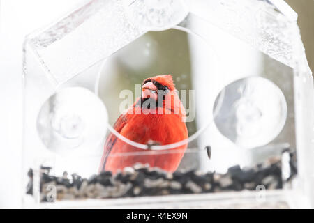 Close up de mâle, rouge cardinal rouge, Cardinalis, oiseau perché sur la fenêtre de verre en plastique à l'alimentation d'hiver lourds coloré de Virginie, flocons de neige de l'automne Banque D'Images