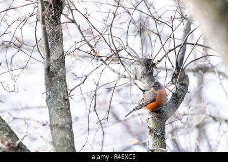 Un petit oiseau libre robin perché sur sakura, cerisier arbre branche sous le soleil de printemps de soleil colorés chaleureux avec des fleurs, des bourgeons, des fleurs bloom Banque D'Images