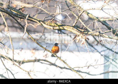 Un petit oiseau libre robin perché sur sakura, cerisier arbre branche sous le soleil de printemps au soleil de printemps printemps chaud, coloré en Virginie wi Banque D'Images