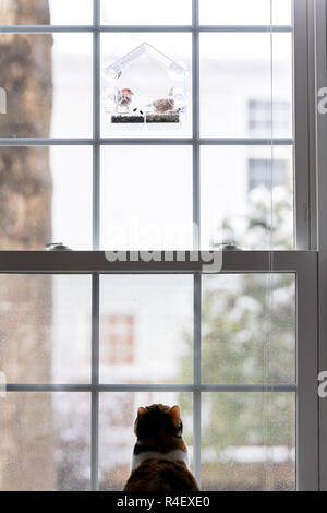 Derrière chat calico retour à regarder, assis dans la salle d'accueil, chambre sous wild house finch paire, deux oiseaux de manger à l'intérieur du convoyeur d'oiseaux, la chasse, à la restaur Banque D'Images