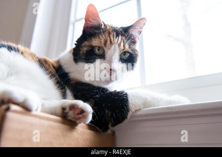 Closeup portrait Low angle view of female mignon chat calico, visage allongé par la fenêtre, à l'intérieur de bas de caisse, à l'intérieur, intérieur de maison, home chambre, regardant, lookin Banque D'Images