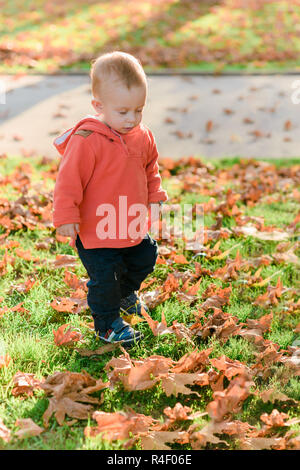 Les premiers pas de bébé sur les feuilles dans le parc à la journée ensoleillée d'automne Banque D'Images