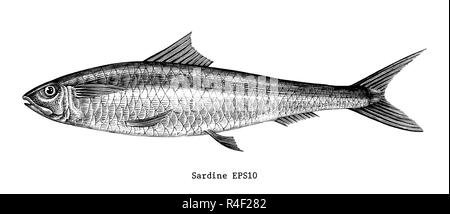 Poissons Sardine dessin gravure illustration vintage Illustration de Vecteur