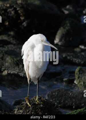 Image détaillée d'une aigrette à la frontière du fleuve Douro, le repos Banque D'Images