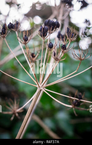 Heracleum sphondylium, communément connu sous le nom de berce du Caucase, chef de semences Banque D'Images