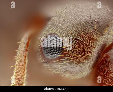 Extrêmement forte et l'étude détaillée d'une fourmi tête prise avec un microscope à partir de plusieurs images empilées dans une très forte photo. Banque D'Images