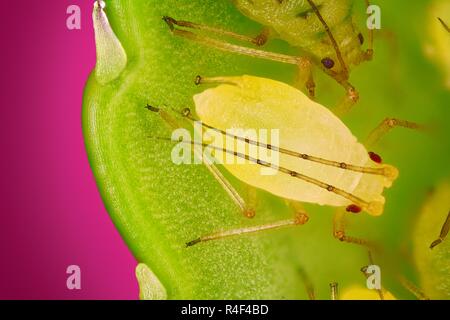 Extrêmement forte d'une étude de Pucerons verts pris avec un microscope. L'image est empilé de plusieurs plans dans l'une image nette. Banque D'Images