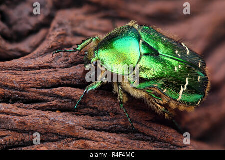 Extrêmement précise et détaillée photo de Scarabeus (Cetonia aurata) beetle. L'image est empilé de plusieurs plans dans une image nette. Banque D'Images
