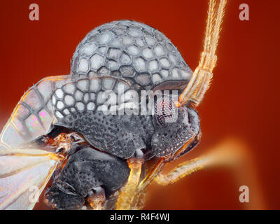 Extrêmement forte et l'étude détaillée d'un insecte pris avec un microscope. L'image est empilé de plusieurs plans dans l'une image nette. Banque D'Images