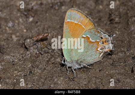 Hairstreak Callophrys gryneus Juniper, de flaques de boue,