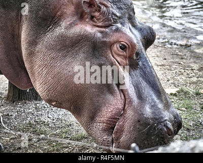 Vue rapprochée d'un hippopotame Banque D'Images