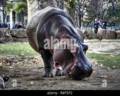 Tiré d'un hippopotame en mangeant du park Banque D'Images