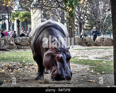 Tiré d'un hippopotame en mangeant du park Banque D'Images