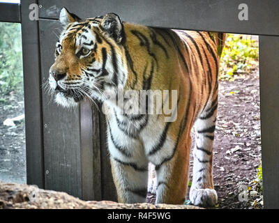 Vue rapprochée d'un tigre Banque D'Images