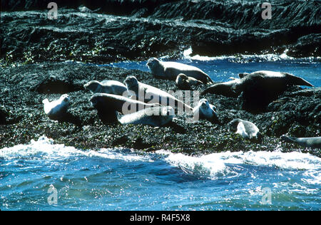 Le phoque commun (Phoca vitulina) sur les rochers à marée basse sur la côte de Boothbay, Maine, USA Banque D'Images