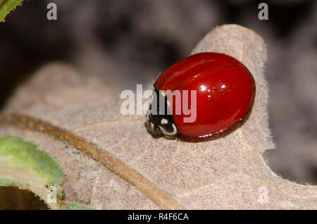 Coccinelle impeccable, Cycloneda sanguinea, femme Banque D'Images
