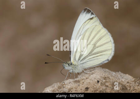 Chat Blanc, Pieris marginalis, flaques de boue Banque D'Images