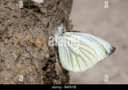 Chat Blanc, Pieris marginalis, flaques de boue Banque D'Images