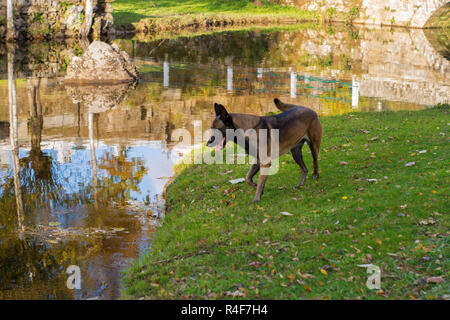 Berger Belge Malinois Banque D'Images