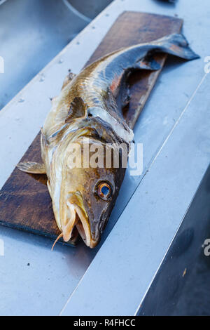 Gros poissons norvégiens on cutting board Banque D'Images