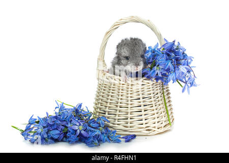 Chinchilla dans panier de fleurs Banque D'Images