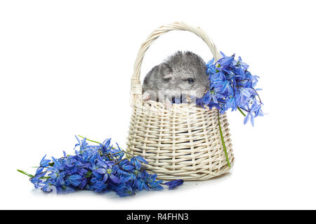 Chinchilla dans panier de fleurs Banque D'Images